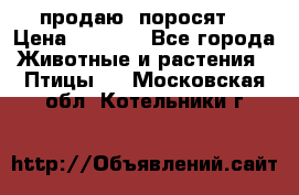 продаю  поросят  › Цена ­ 1 000 - Все города Животные и растения » Птицы   . Московская обл.,Котельники г.